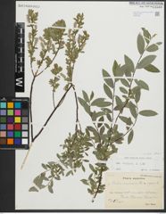 Foto von Salix repens subsp. repens L.